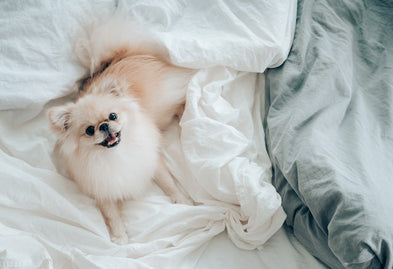 The bed sheet debate