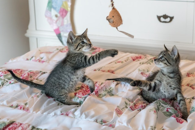 chat sur housse de couette